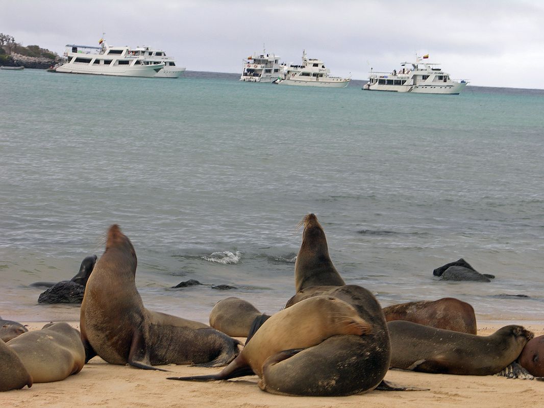 Galapagos 2-2-03 Santa Fe Sea Lions On Beach